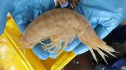 Super-géant amphipode
