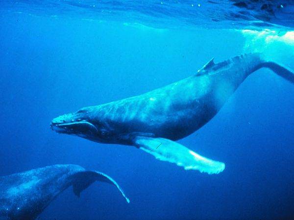Baleine à bosse
