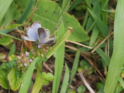 Papillon bleu de l'herbe pâle impacté par les fuites radioactives à la centrale nucléaire de Fukushima. Papillon bleu de l'herbe pâle impacté par les fuites radioactives à la centrale nucléaire de Fukushima.