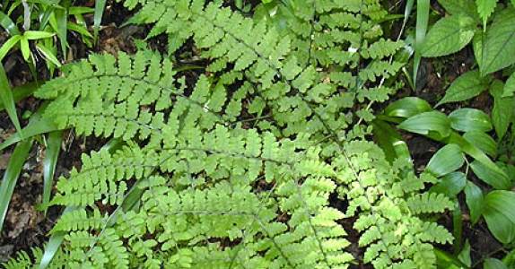 Athyrium yokoscense Athyrium yokoscense