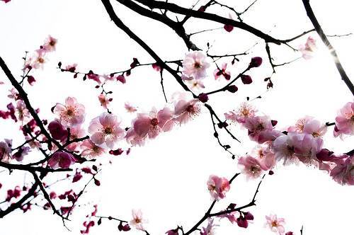 Dessin Cerisier Japonais Japonais Dessin Cerisier