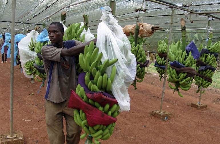 Une plantation de bananes en Côte d&#039;Ivoire. Leurs propriétaires se sont battus en faveur de l&#039;accord.