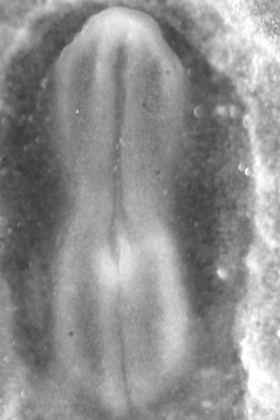 Enroulement de neurulation