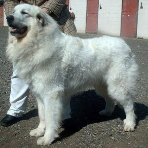 Patou des Pyrénées