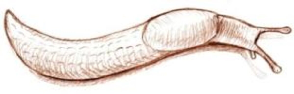 Illustration 1