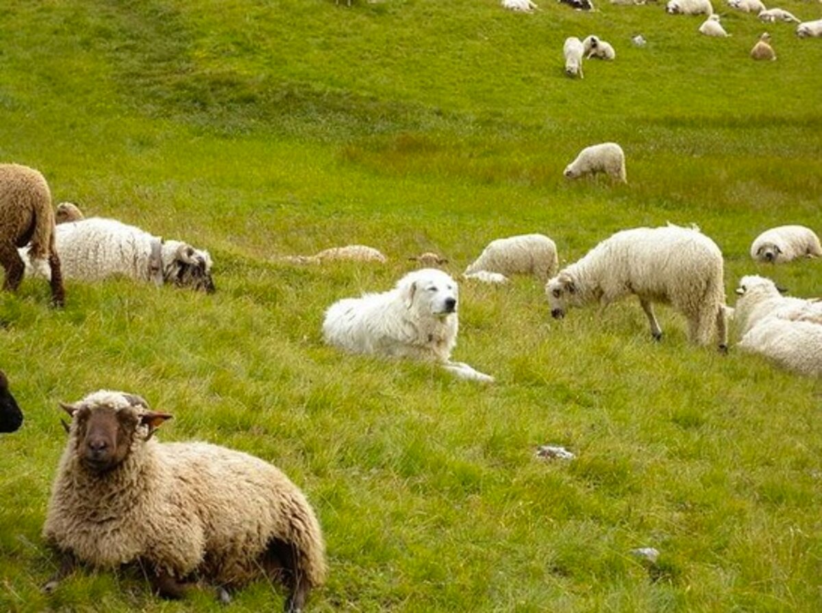 Moutons et chien de berger