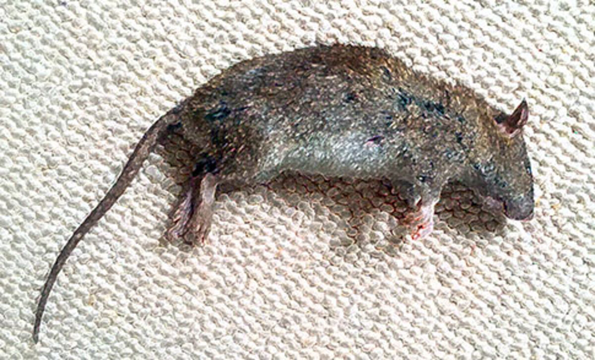 Fichier:Au Café du Rat Mort.jpg — Wikipédia