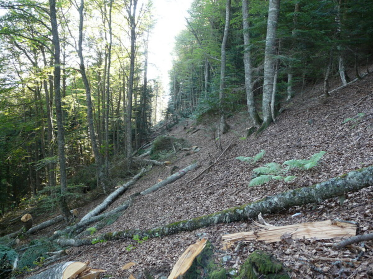 Dans les Pyrénées, un projet de scierie géante menace les équilibres  forestiers
