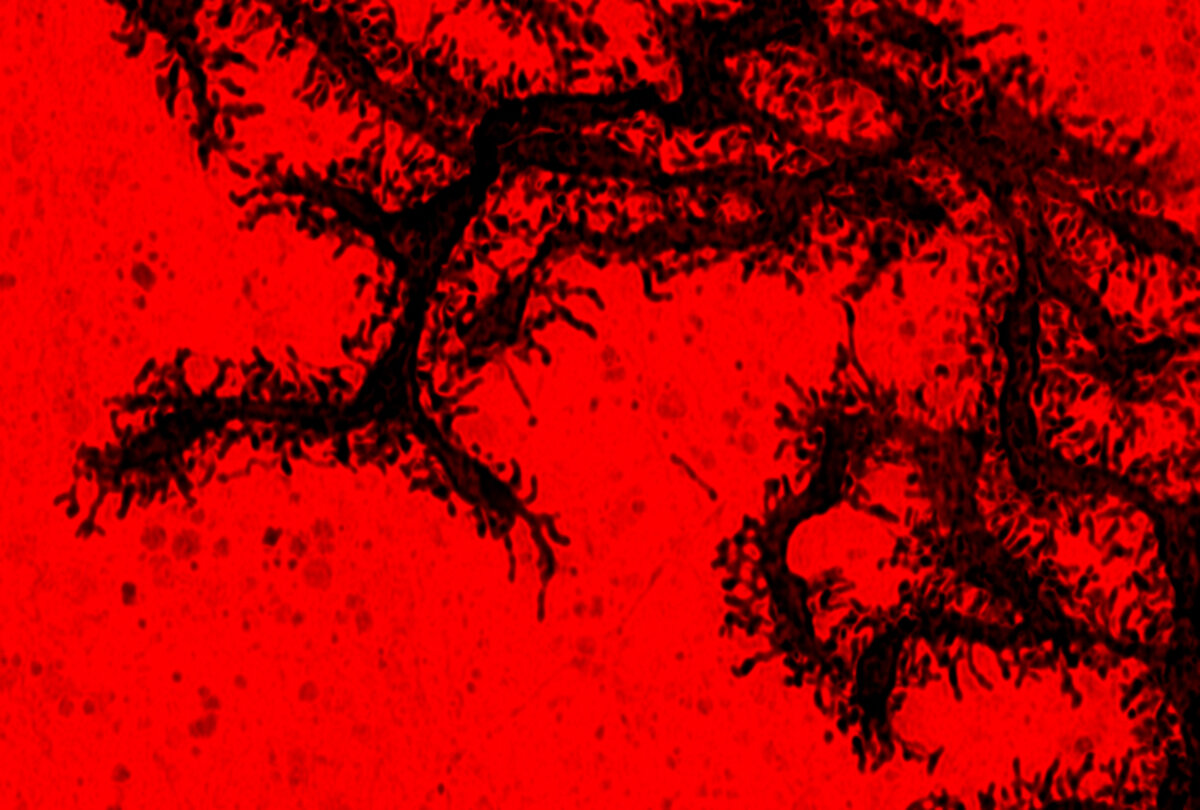 Illustration 1
