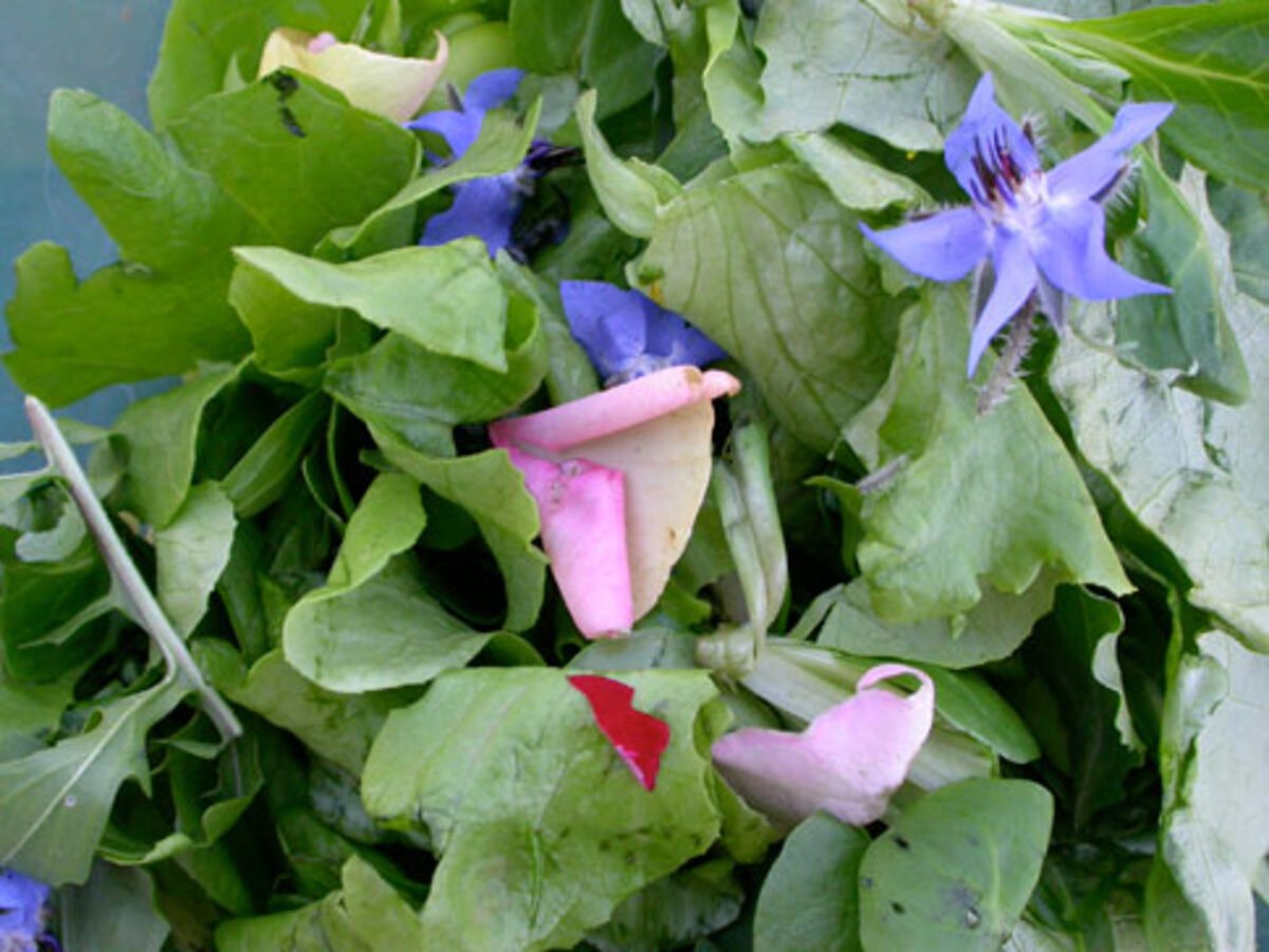 Salade sauvage composée aux feuilles et fleurs comestibles