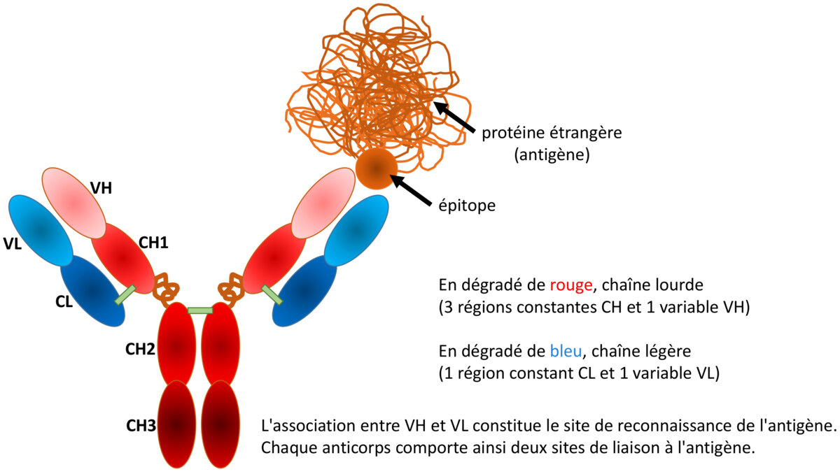 Quelques Définitions... Virus, Variants, Anticorps Bloquants Et évasion ...