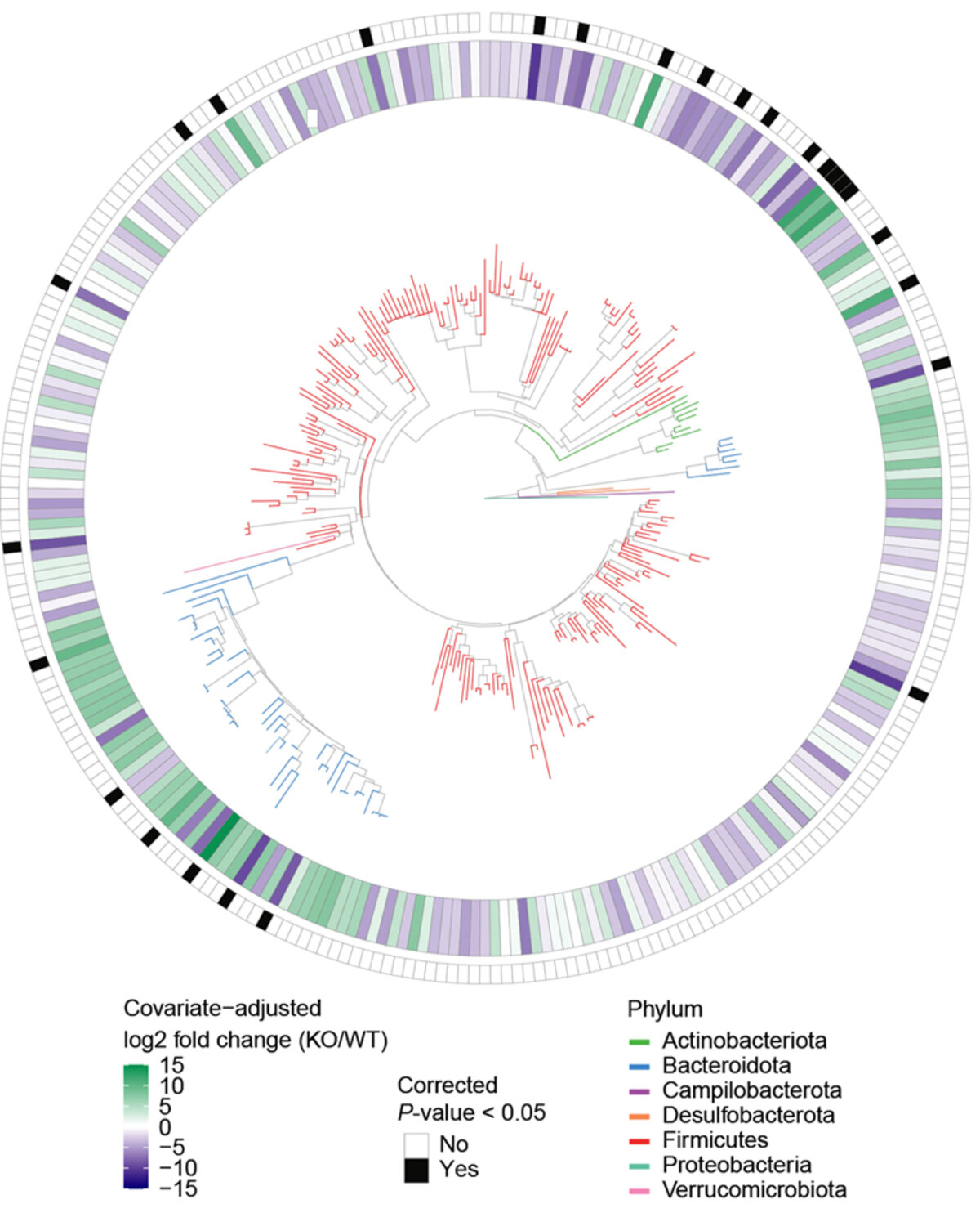 microbes intestinaux