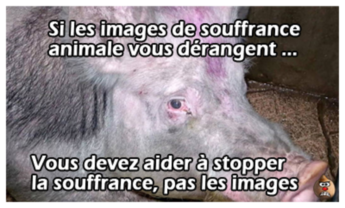 Si les images de souffrance animale vous dérangent...