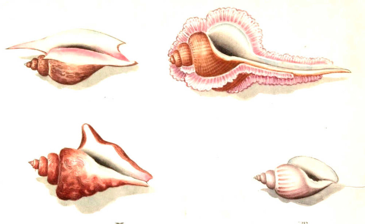 Illustration 1