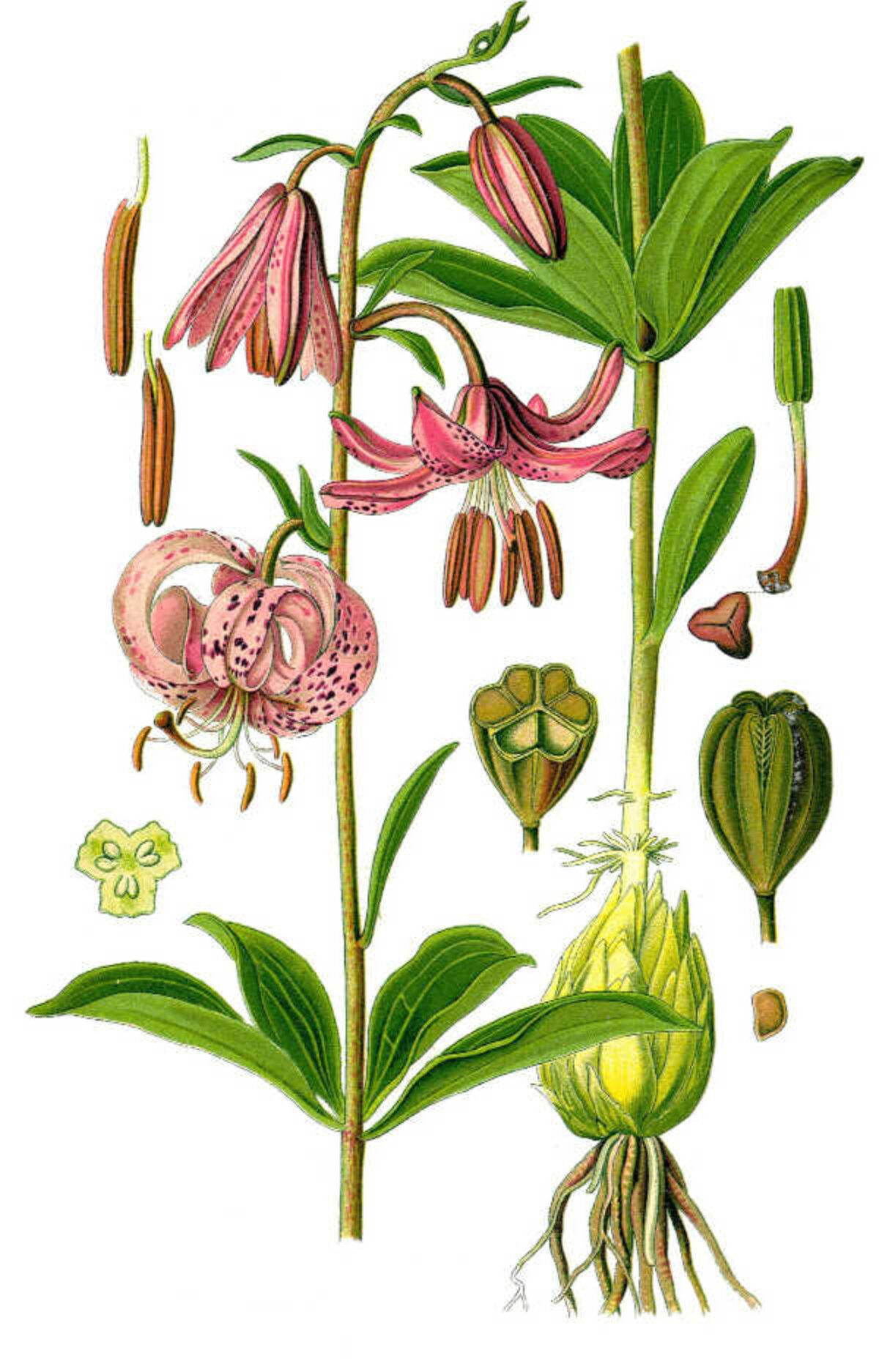 Illustration 1