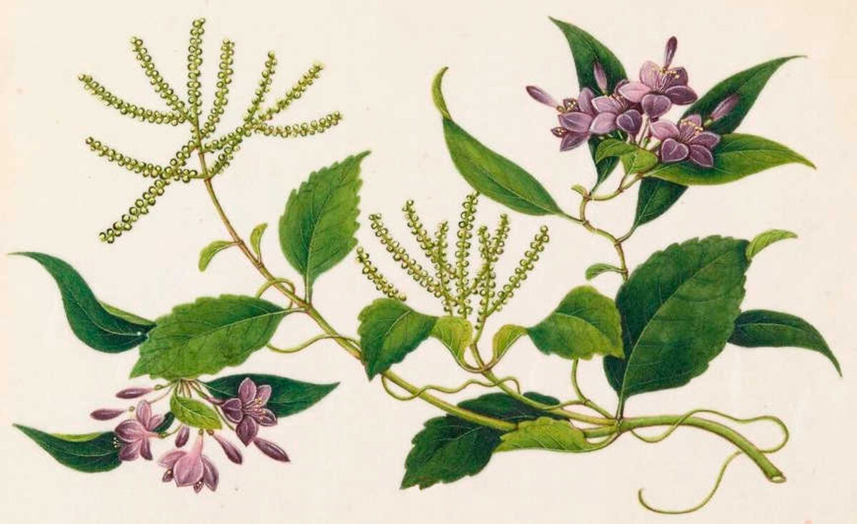 Illustration 1