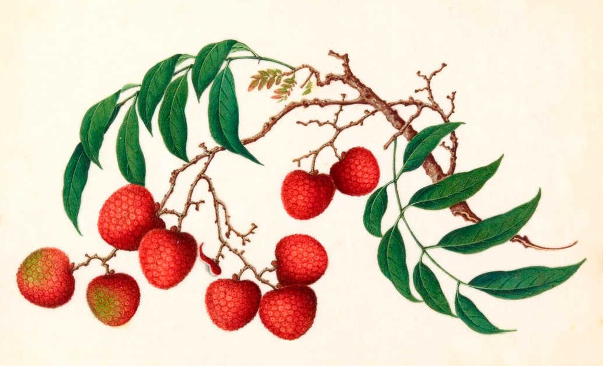 Illustration 1