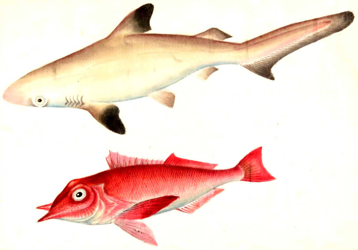 Illustration 1