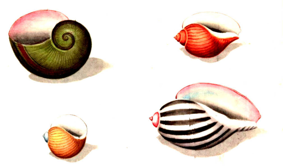 Illustration 1