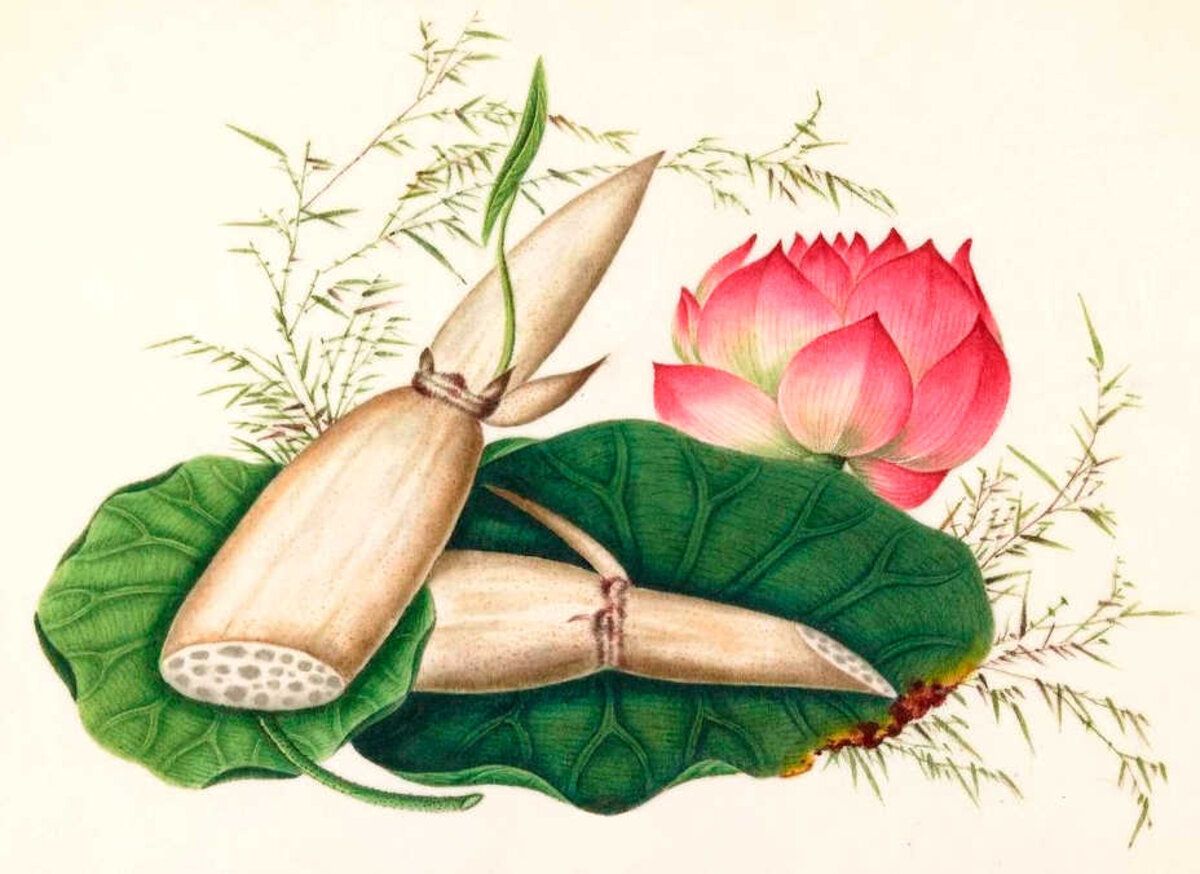 Illustration 1
