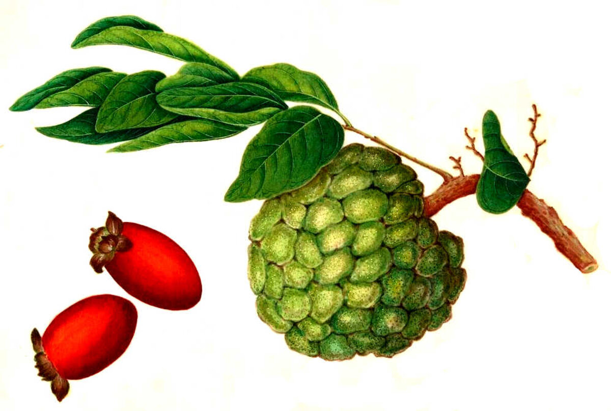 Illustration 1