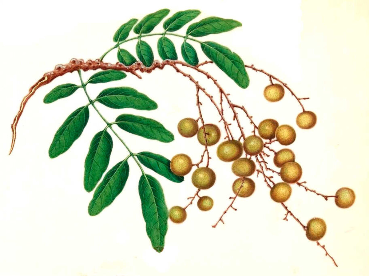 Illustration 1