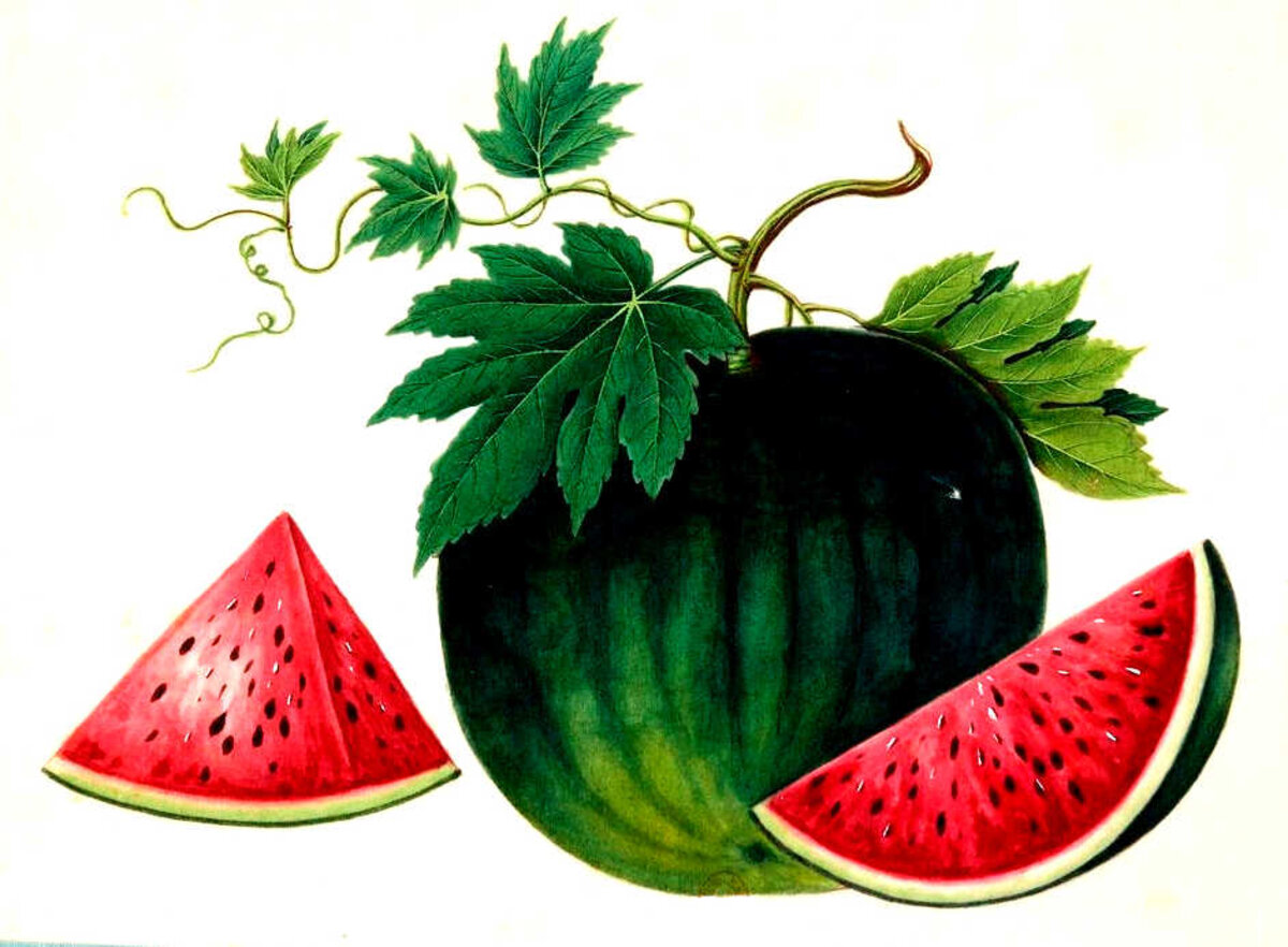Illustration 1