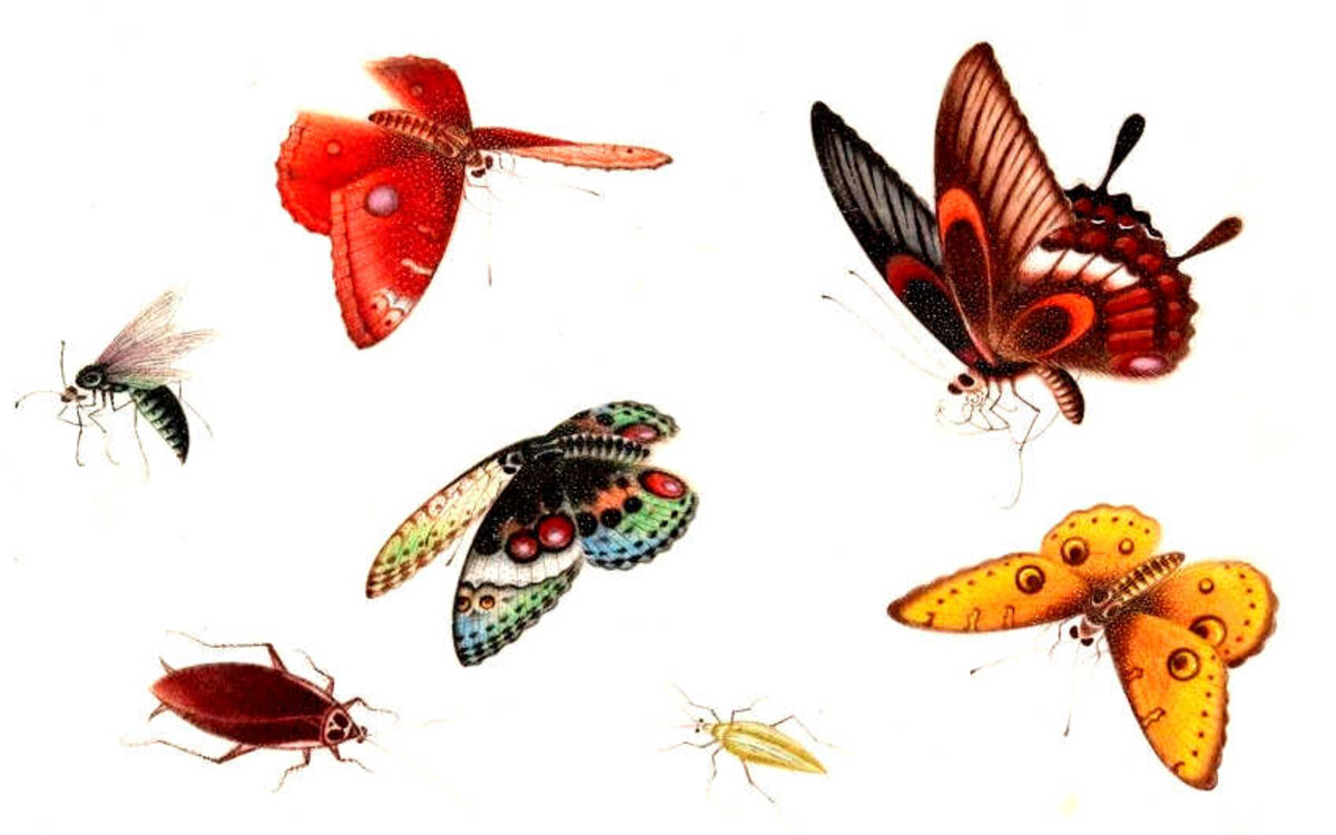 Illustration 1