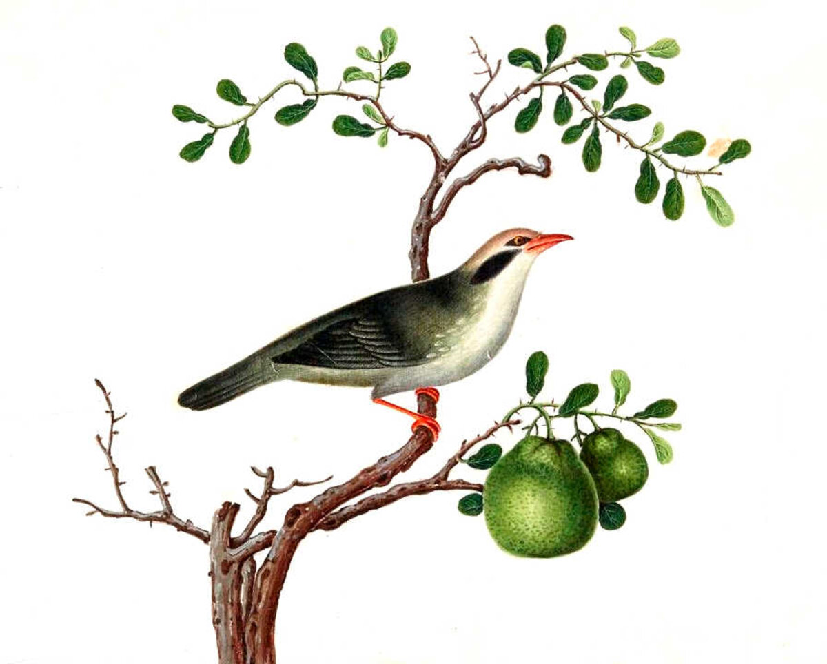 Illustration 1