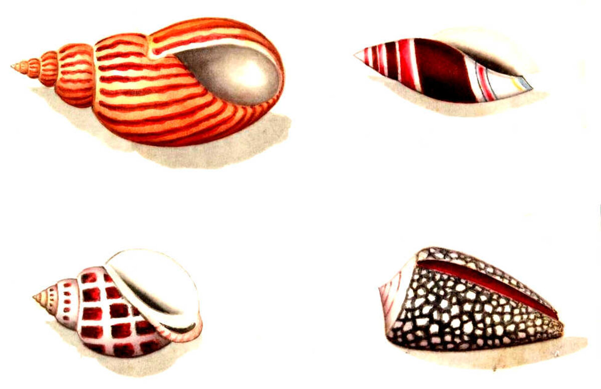 Illustration 1