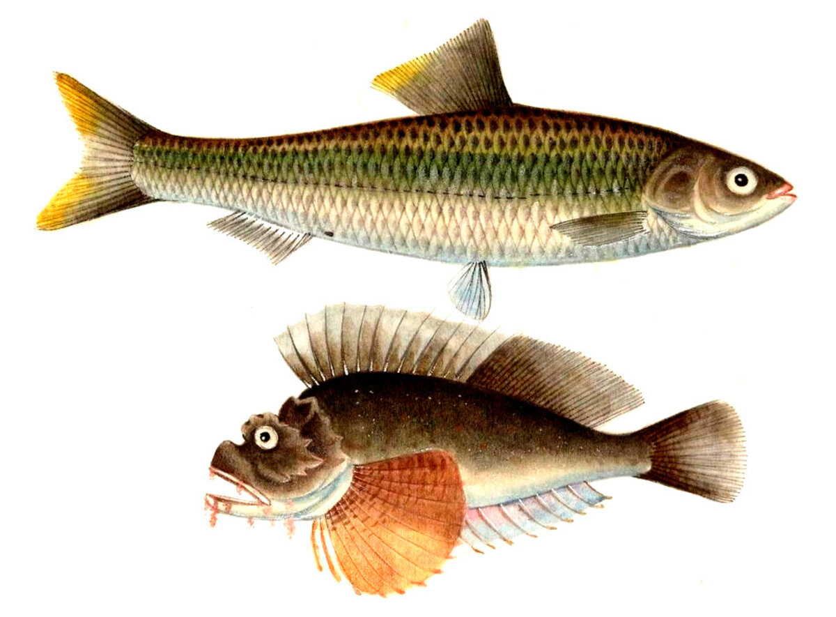 Illustration 1