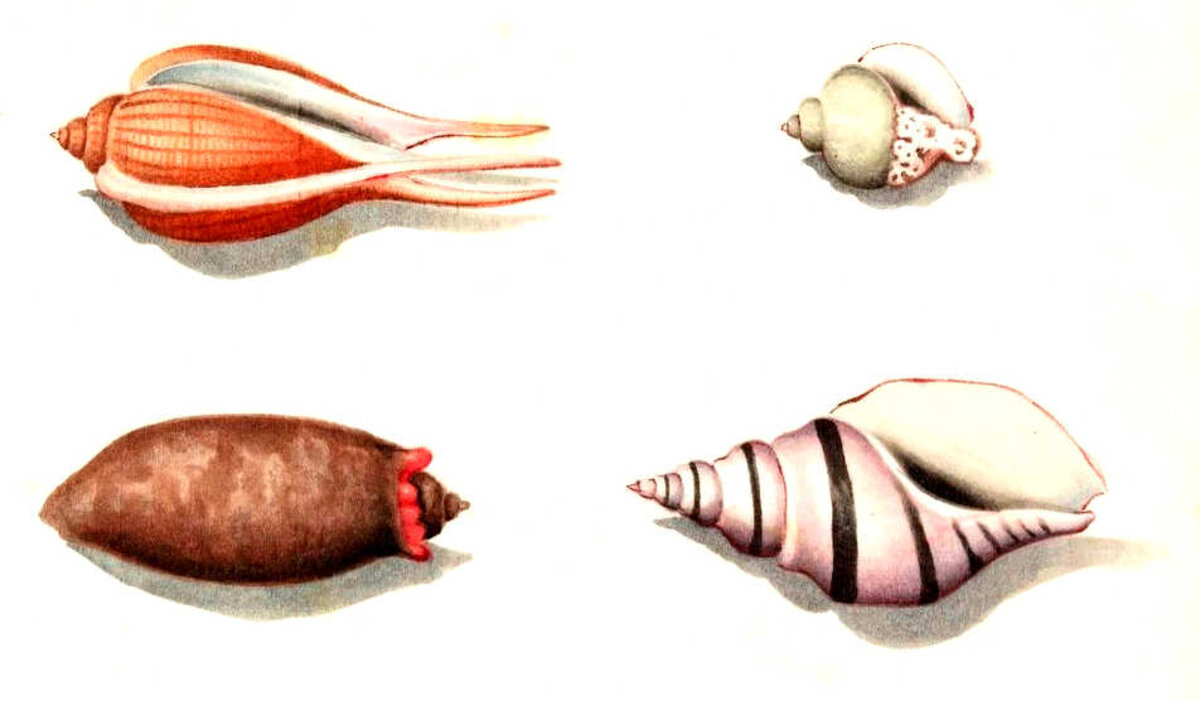 Illustration 1