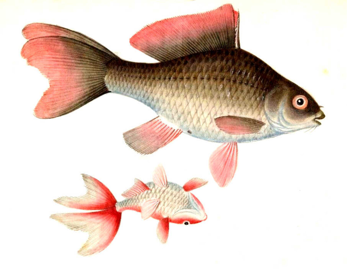Illustration 1