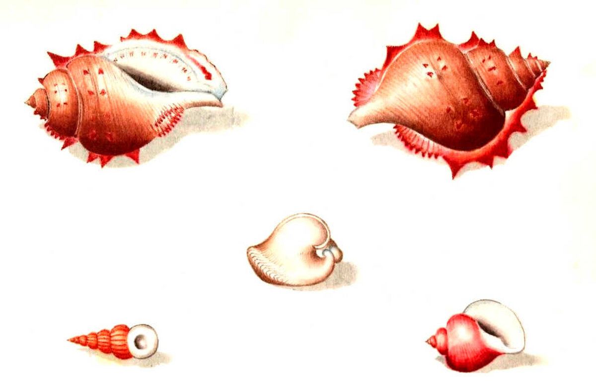 Illustration 1