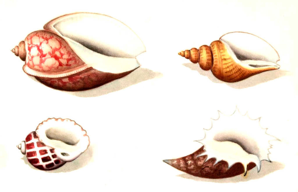 Illustration 1