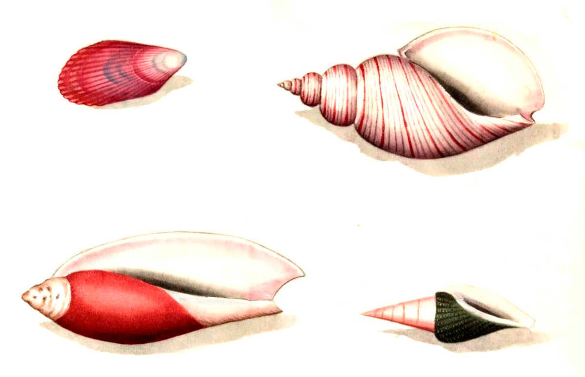 Illustration 1