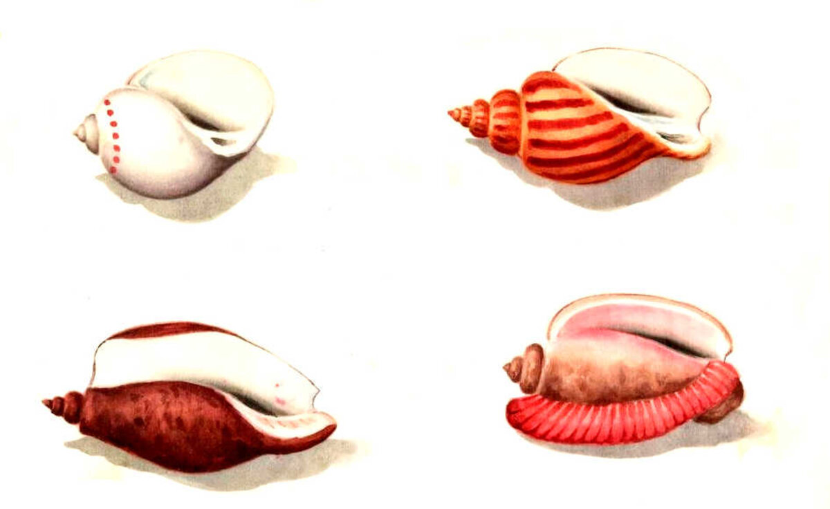 Illustration 1