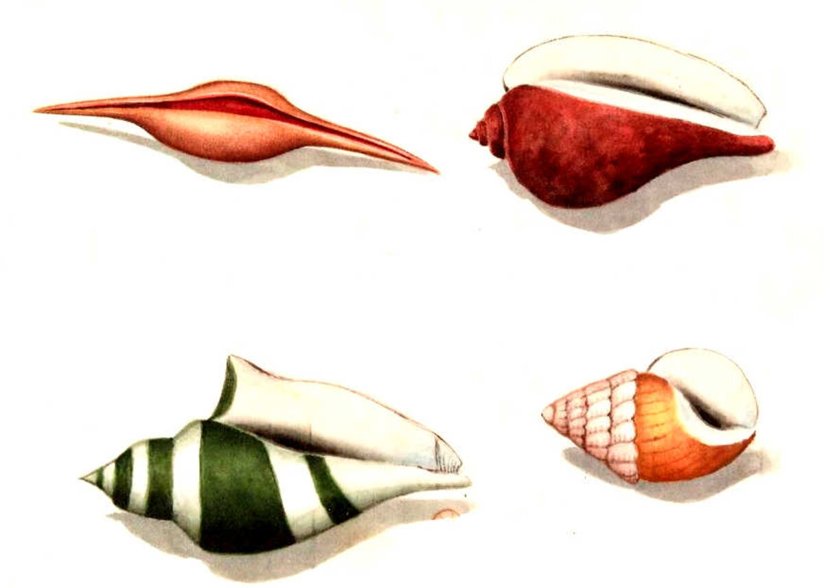 Illustration 1