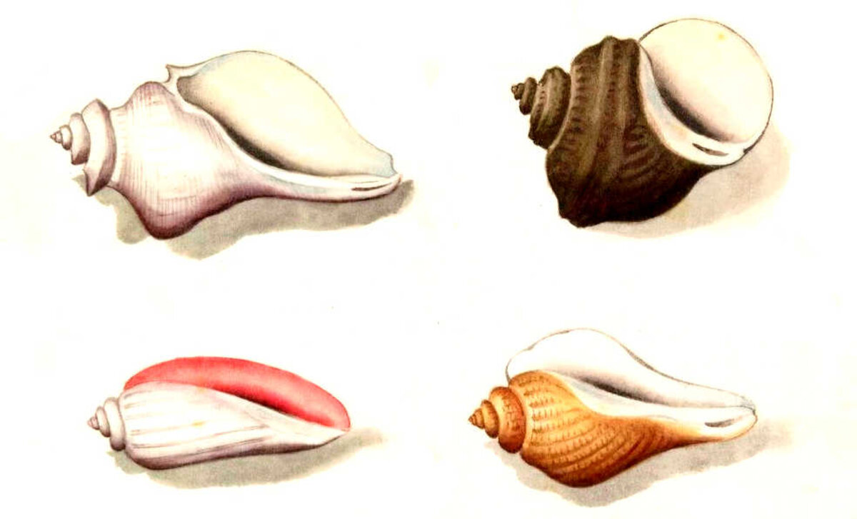 Illustration 1