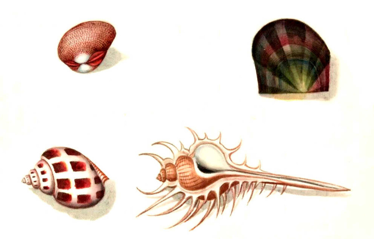 Illustration 1