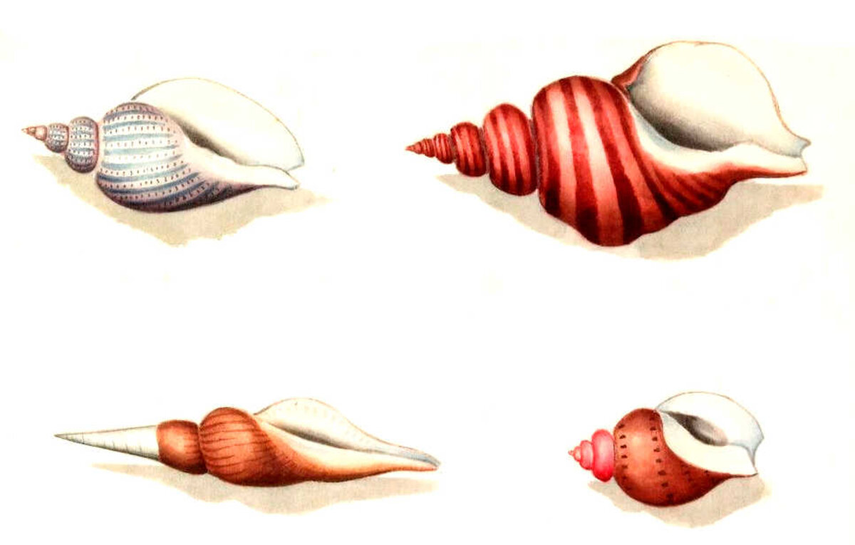 Illustration 1