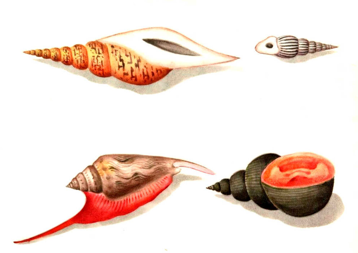 Illustration 1