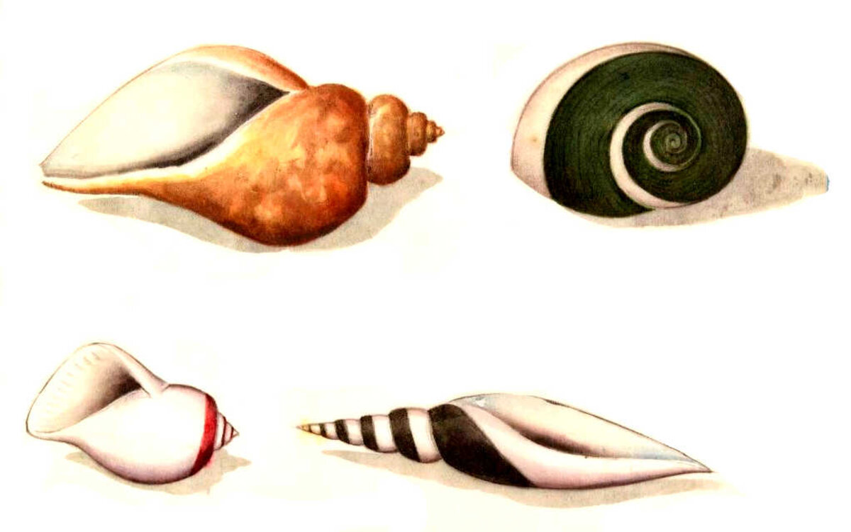 Illustration 1