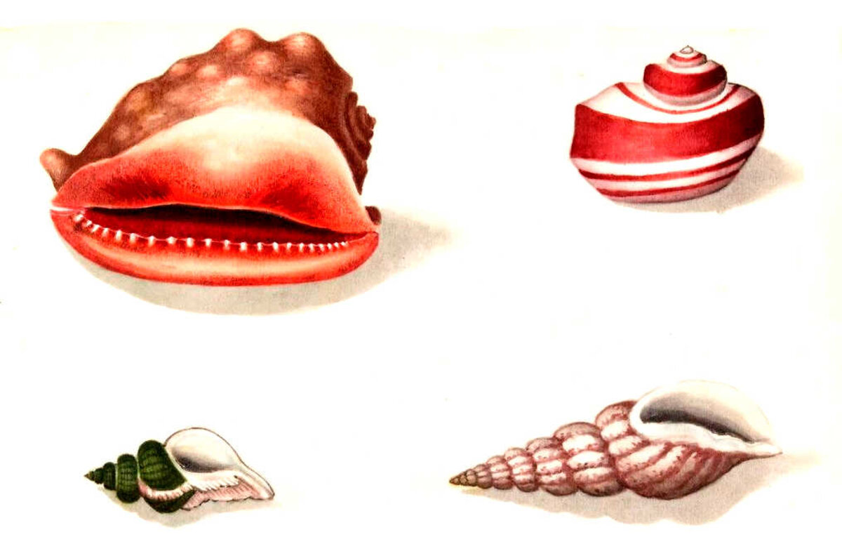 Illustration 1