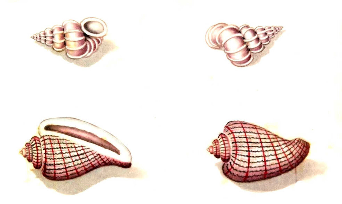 Illustration 1