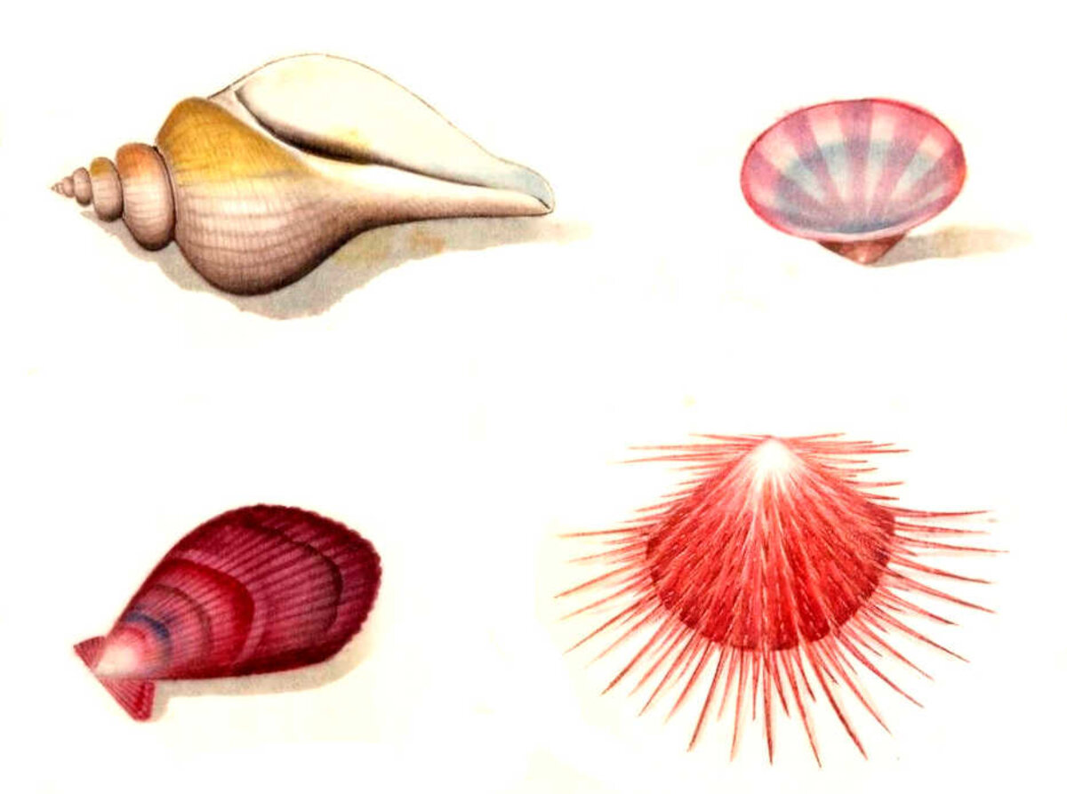 Illustration 1