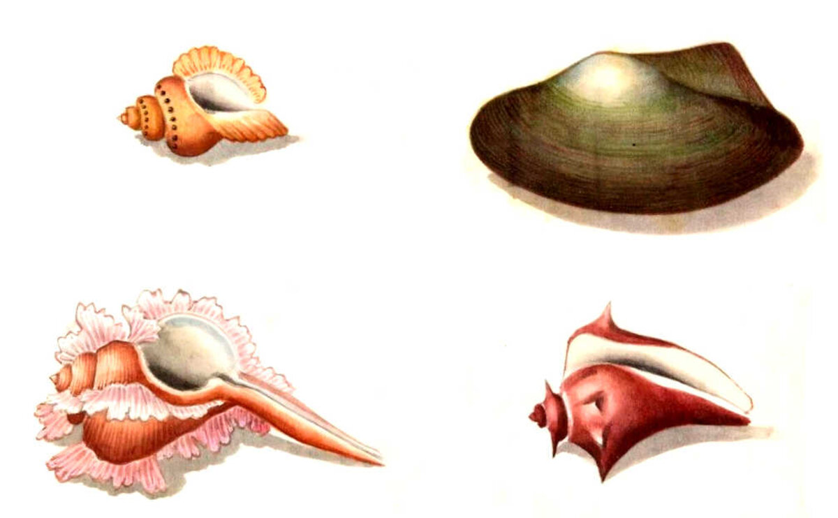 Illustration 1