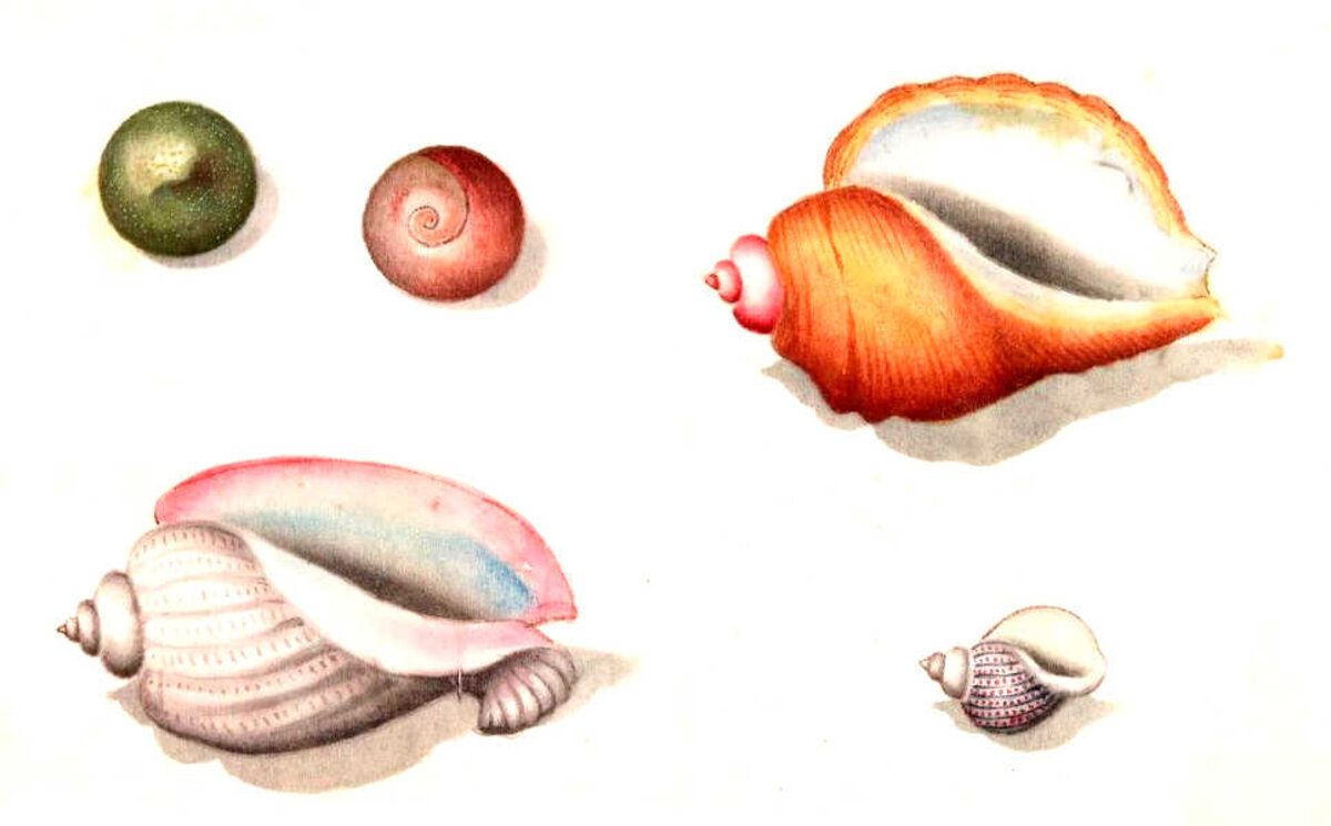Illustration 1