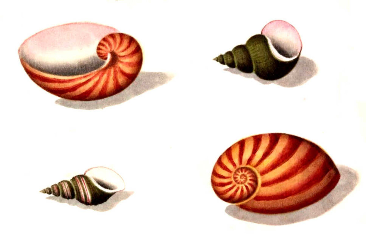 Illustration 1