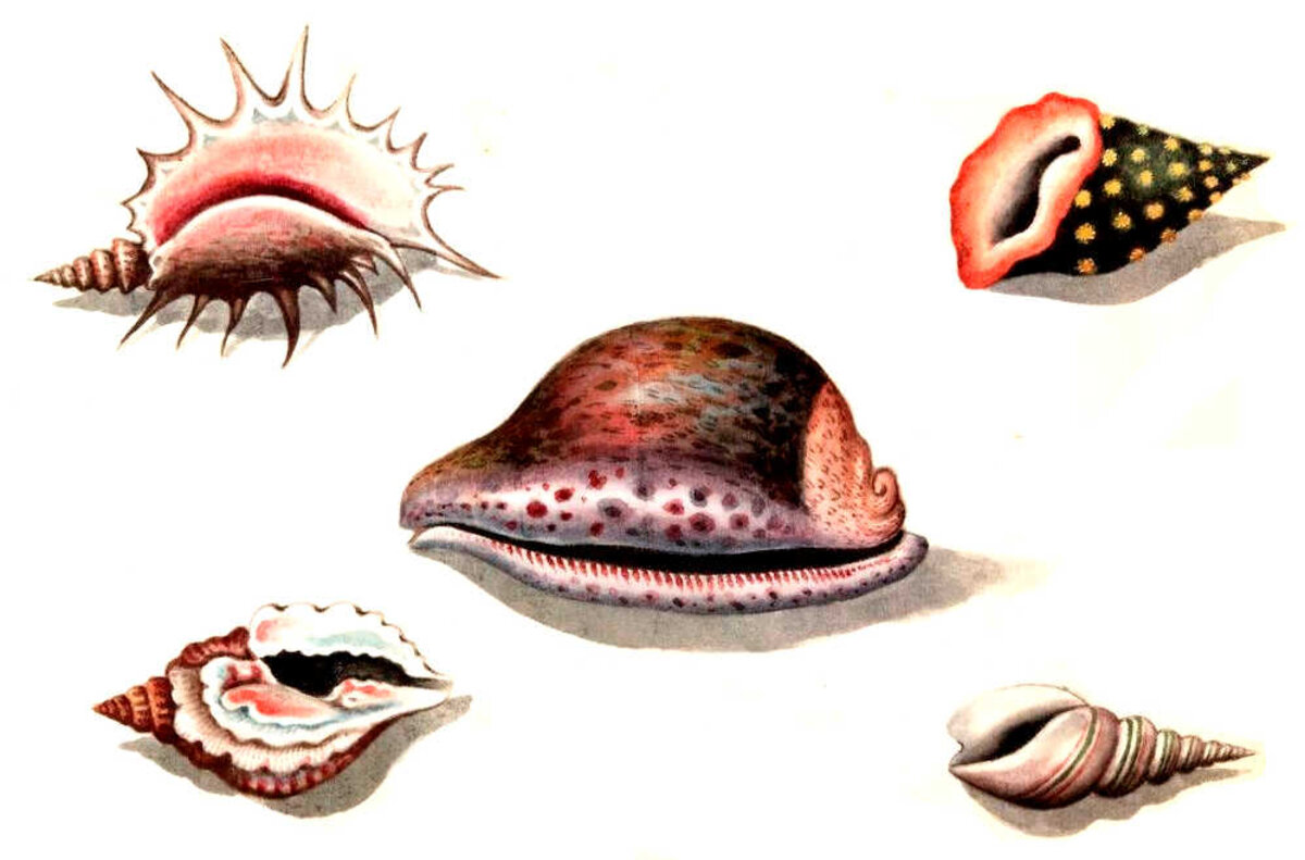 Illustration 1